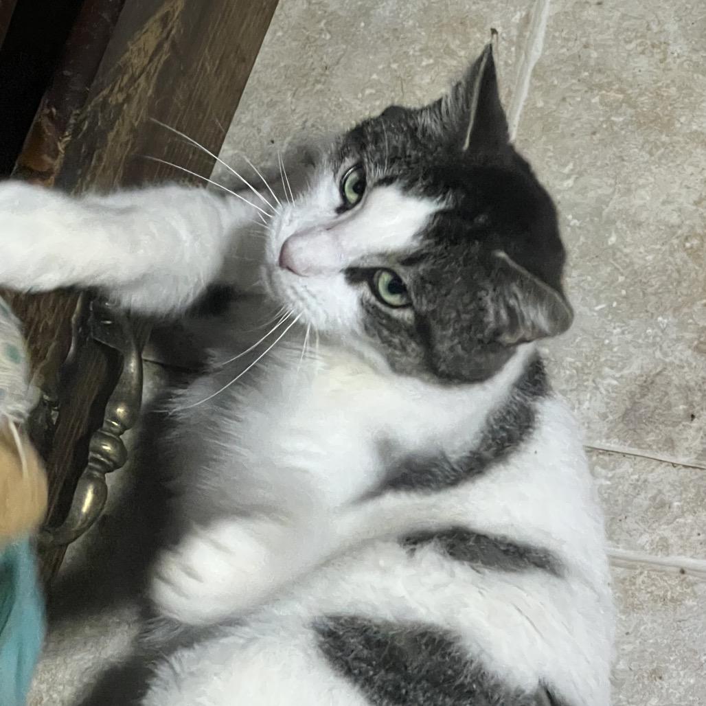 Big Ben, a Adoptable Domestic Short Hair in Mansfield, PA image 1/6