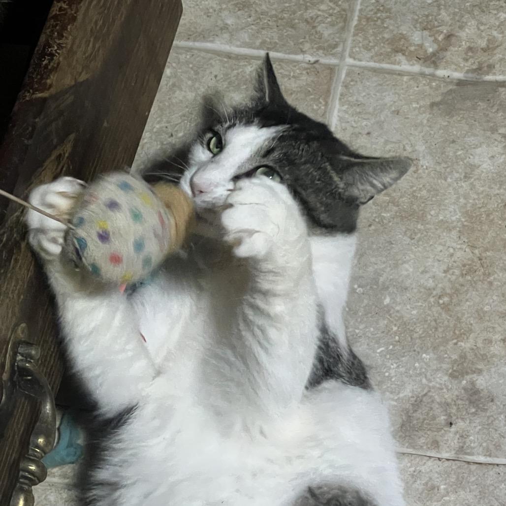 Big Ben, a Adoptable Domestic Short Hair in Mansfield, PA image 2/6