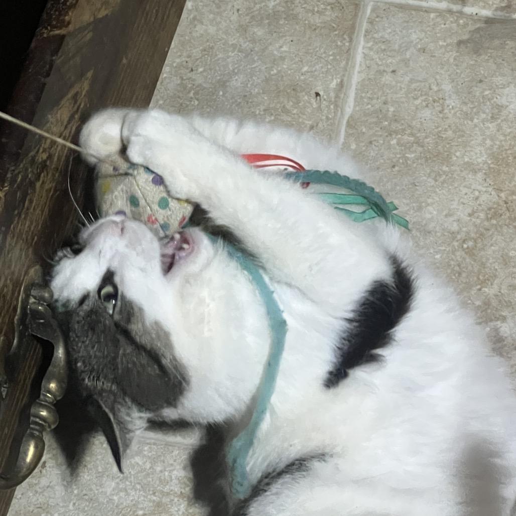Big Ben, a Adoptable Domestic Short Hair in Mansfield, PA image 3/6