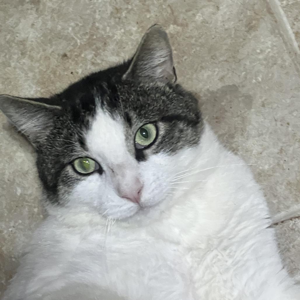 Big Ben, a Adoptable Domestic Short Hair in Mansfield, PA image 5/6
