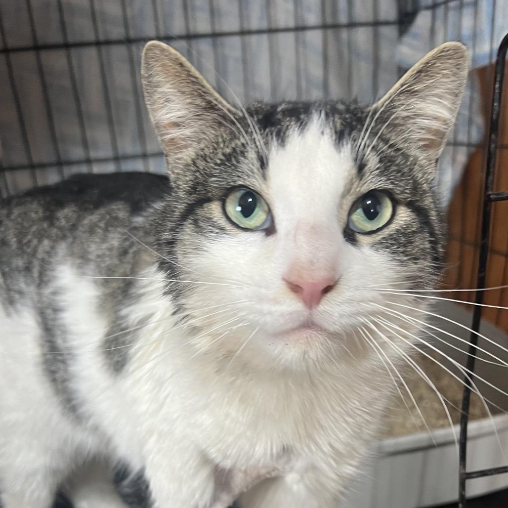 Big Ben, a Adoptable Domestic Short Hair in Mansfield, PA image 6/6