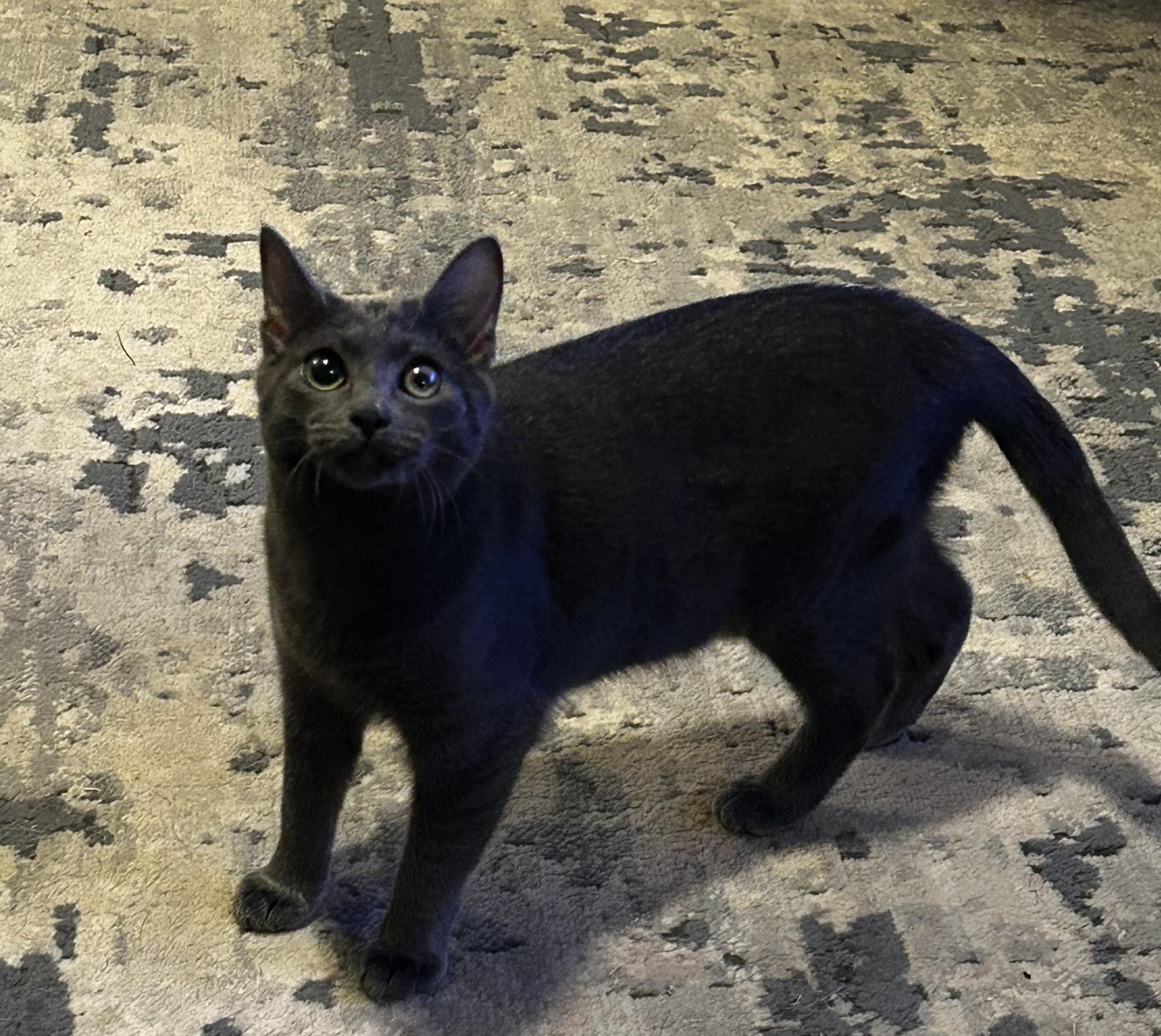 Enlarge Cardi, a Adoptable mixed breed in Seneca, SC image 4/6