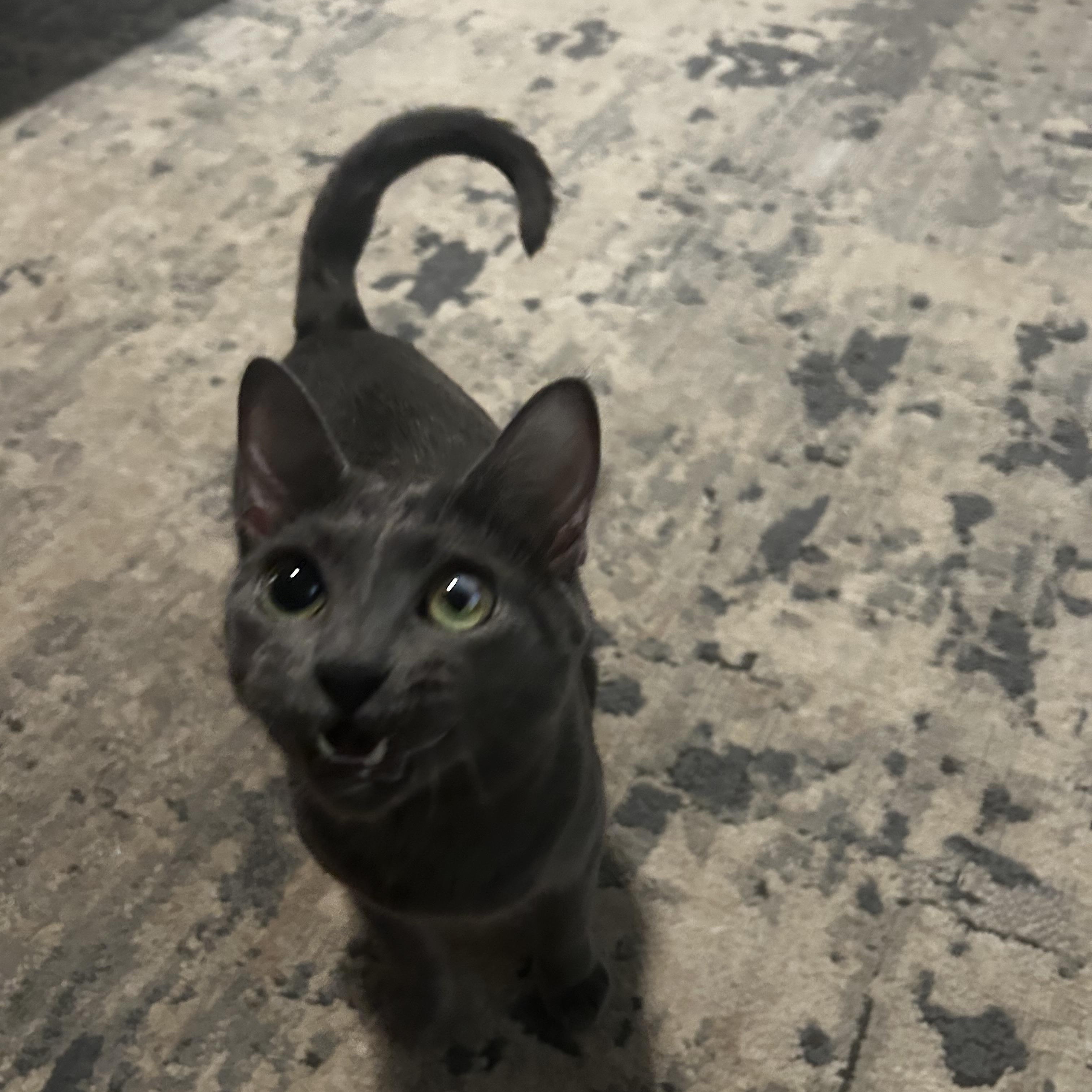 Enlarge Cardi, a Adoptable mixed breed in Seneca, SC image 2/6