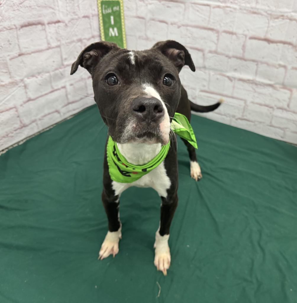 Rainbow Dash, Adoptable, Young Female Mixed Breed.