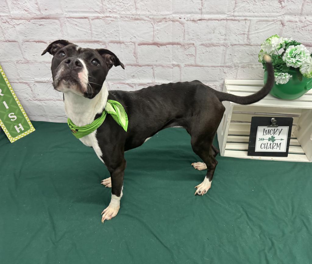 Enlarge Rainbow Dash, a Adoptable mixed breed in Detroit, MI image 2/6