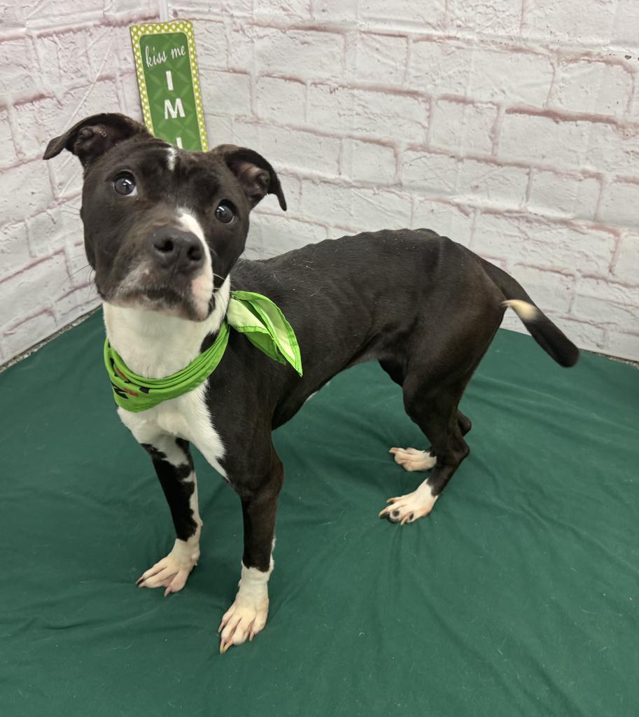 Enlarge Rainbow Dash, a Adoptable mixed breed in Detroit, MI image 3/6