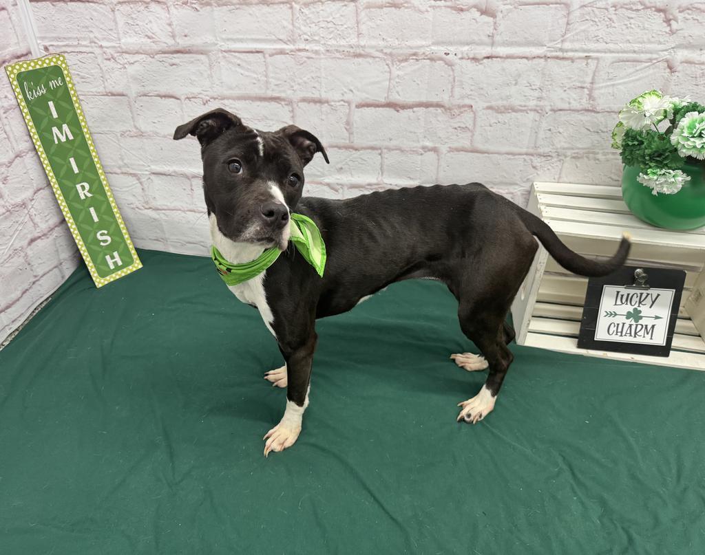 Enlarge Rainbow Dash, a Adoptable mixed breed in Detroit, MI image 4/6