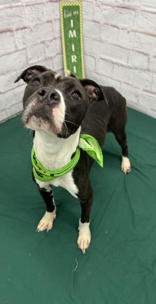 Enlarge Rainbow Dash, a Adoptable mixed breed in Detroit, MI image 5/6