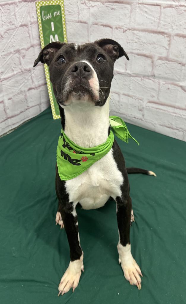 Enlarge Rainbow Dash, a Adoptable mixed breed in Detroit, MI image 6/6