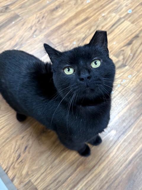 Poppy, ADOPTABLE, Adult Female Domestic Short Hair.