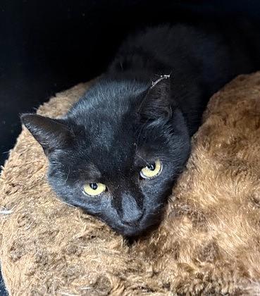 Enlarge Poppy, a ADOPTABLE Domestic Short Hair in Medina, OH image 1/1