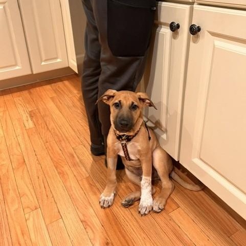 Enlarge Roger, a Adopted mixed breed in Williston, VT image 4/4