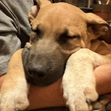 Enlarge Roger, a Adopted mixed breed in Williston, VT image 3/4