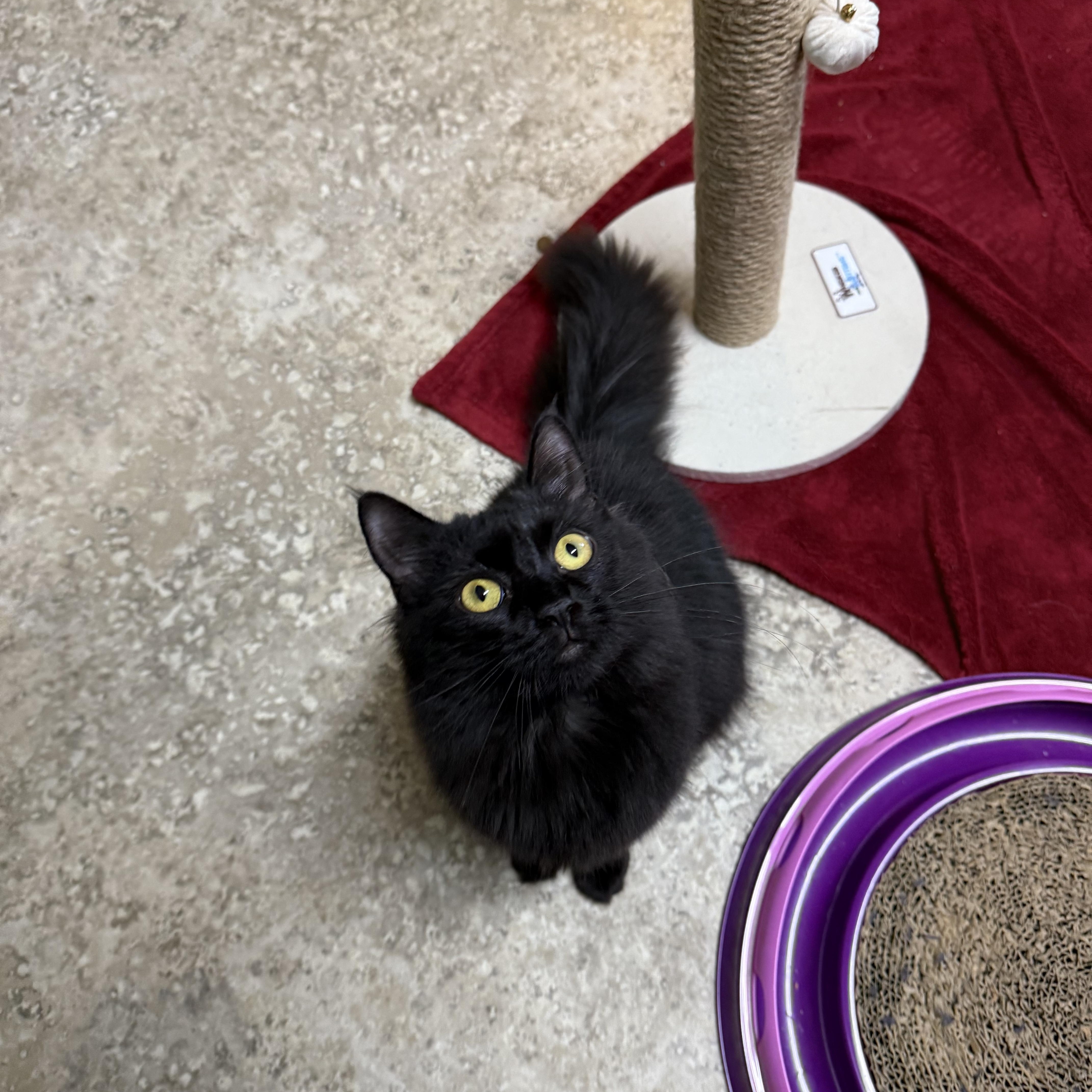 Raven , adopted, Young Female Domestic Medium Hair.