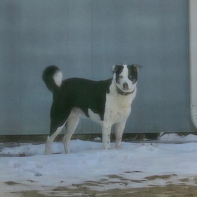 Roscoe - Home to Home, Adoptable, Adult Male Australian Cattle Dog / Blue Heeler.