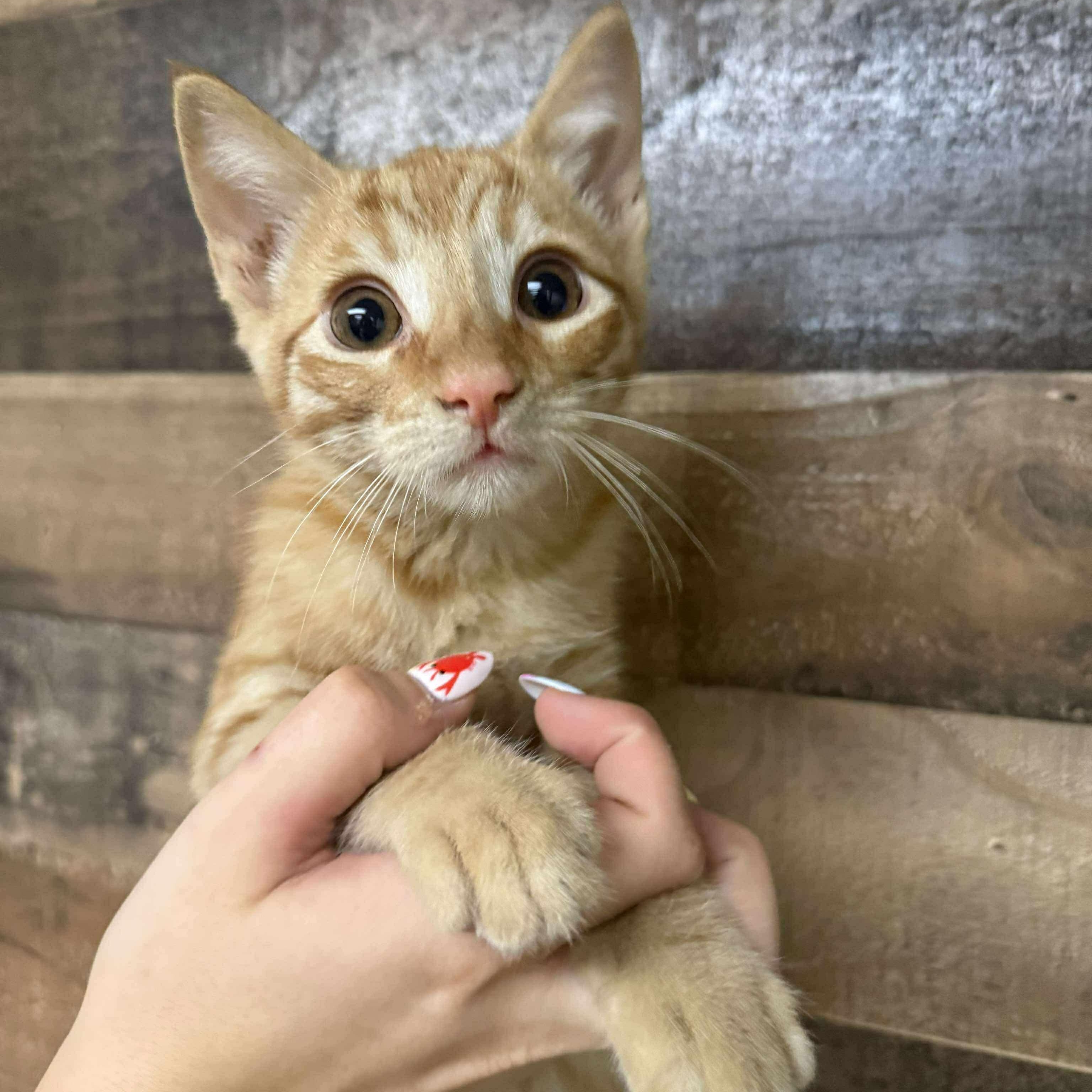 Creamsicle