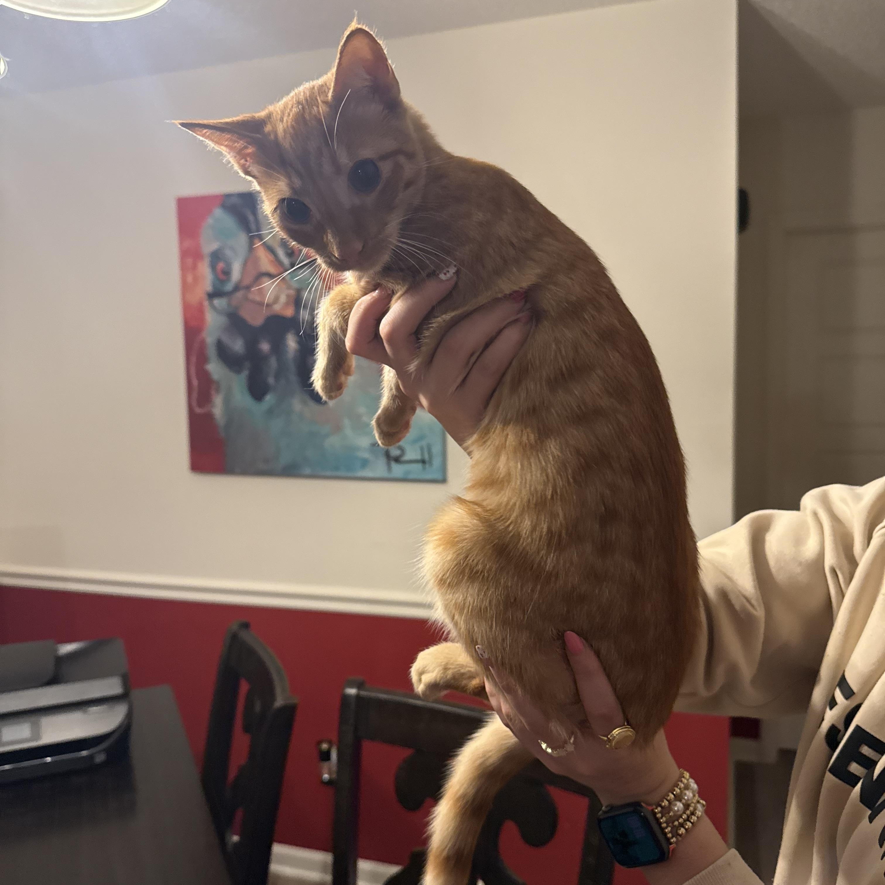 Creamsicle