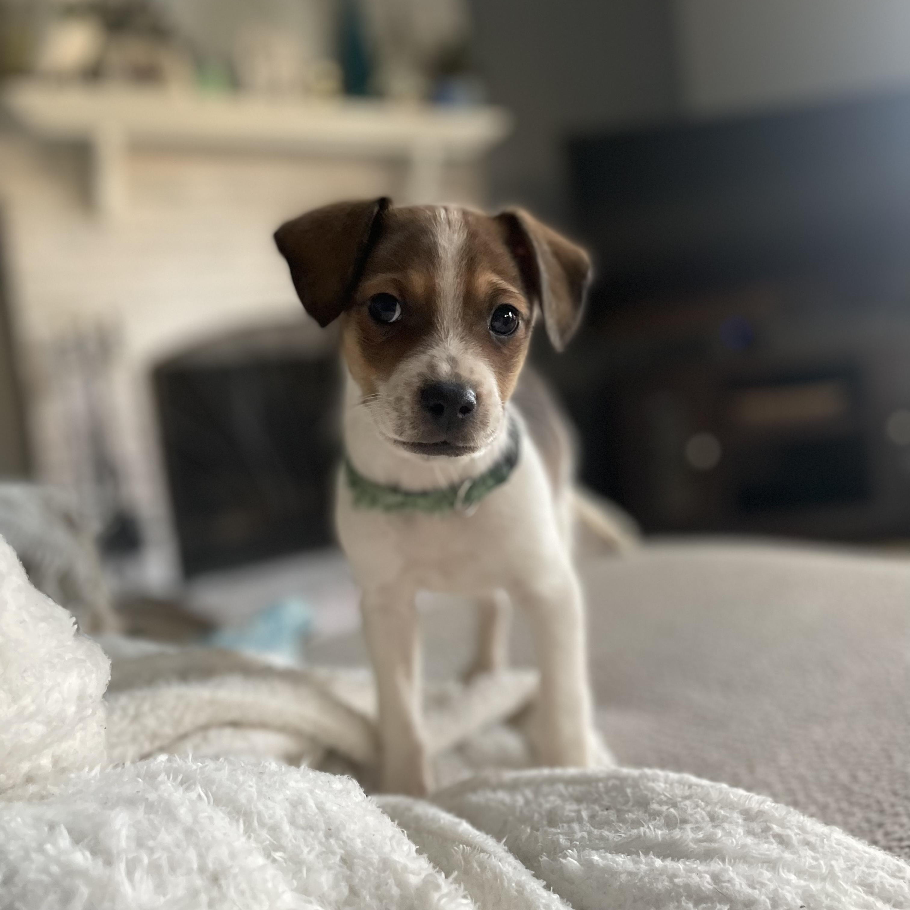 Enlarge Peloton, a Adoptable mixed breed in Rock Hill, SC image 2/6