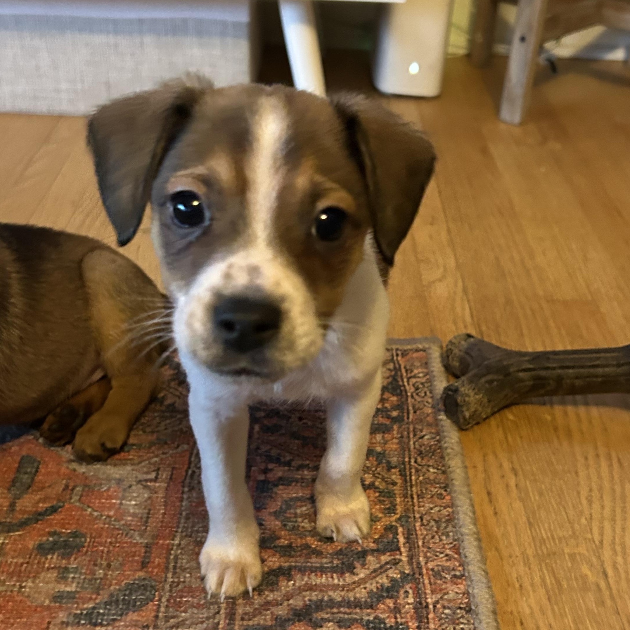 Enlarge Peloton, a Adoptable mixed breed in Rock Hill, SC image 5/6