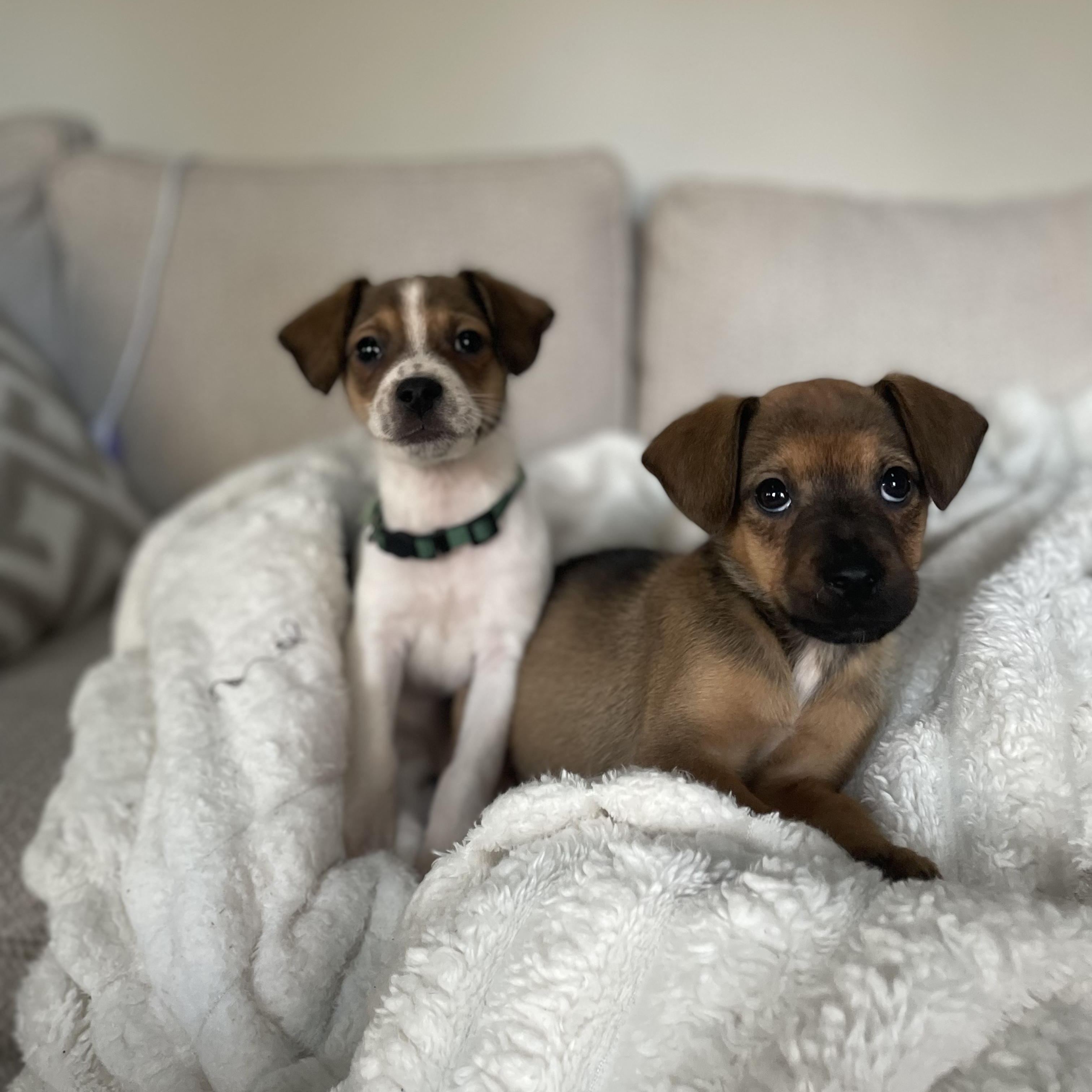 Enlarge Peloton, a Adoptable mixed breed in Rock Hill, SC image 6/6