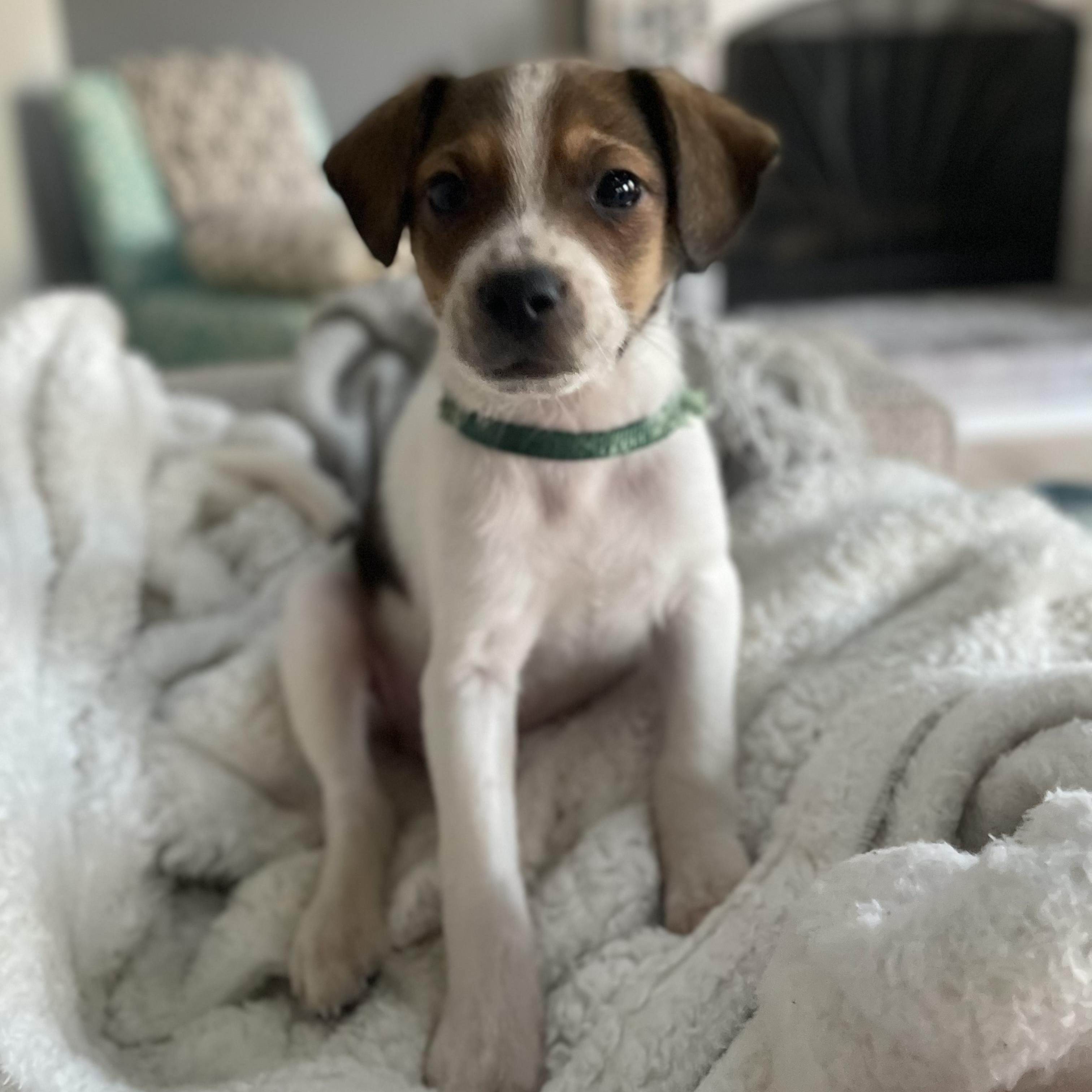 Enlarge Peloton, a Adoptable mixed breed in Rock Hill, SC image 1/6