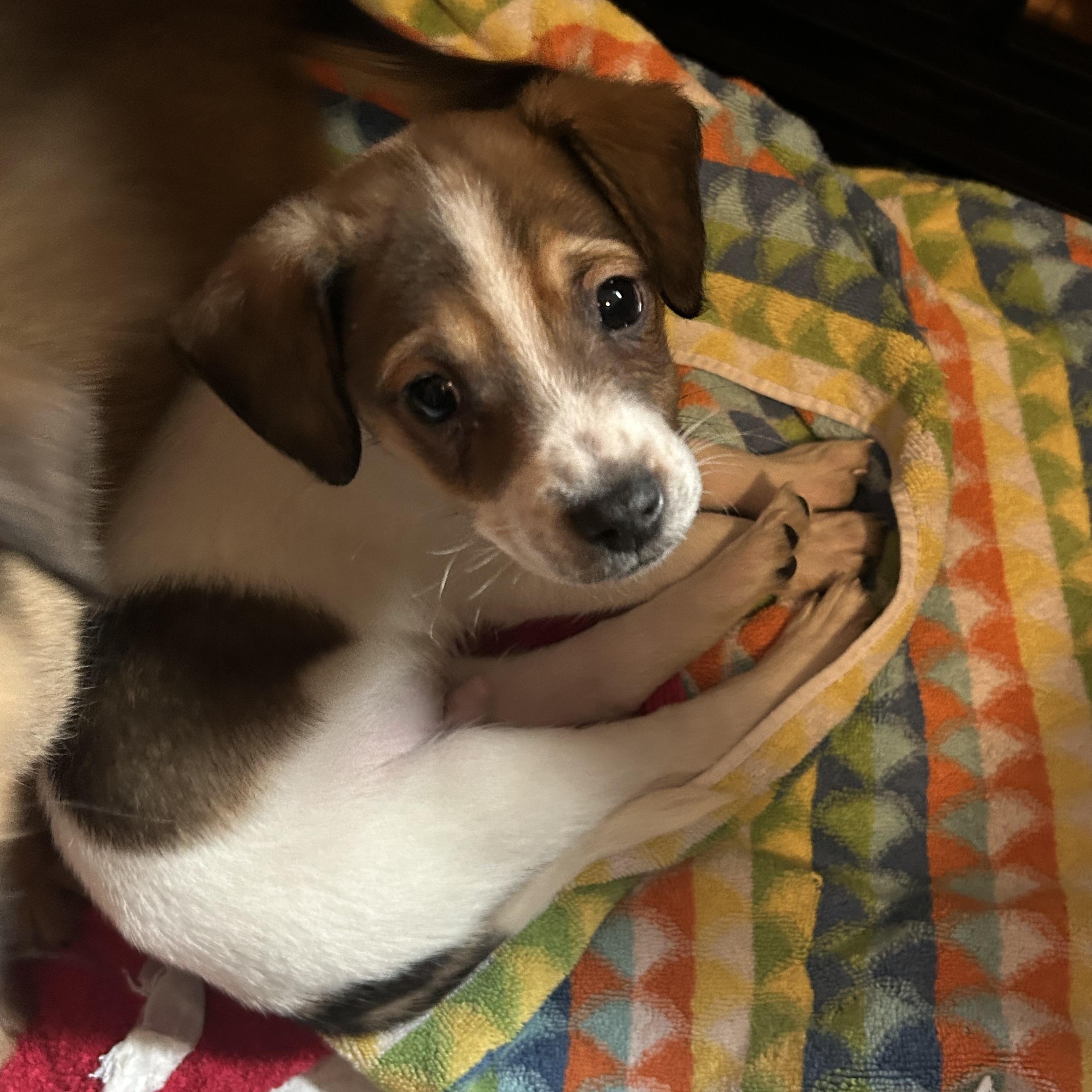 Enlarge Peloton, a Adoptable mixed breed in Rock Hill, SC image 4/6