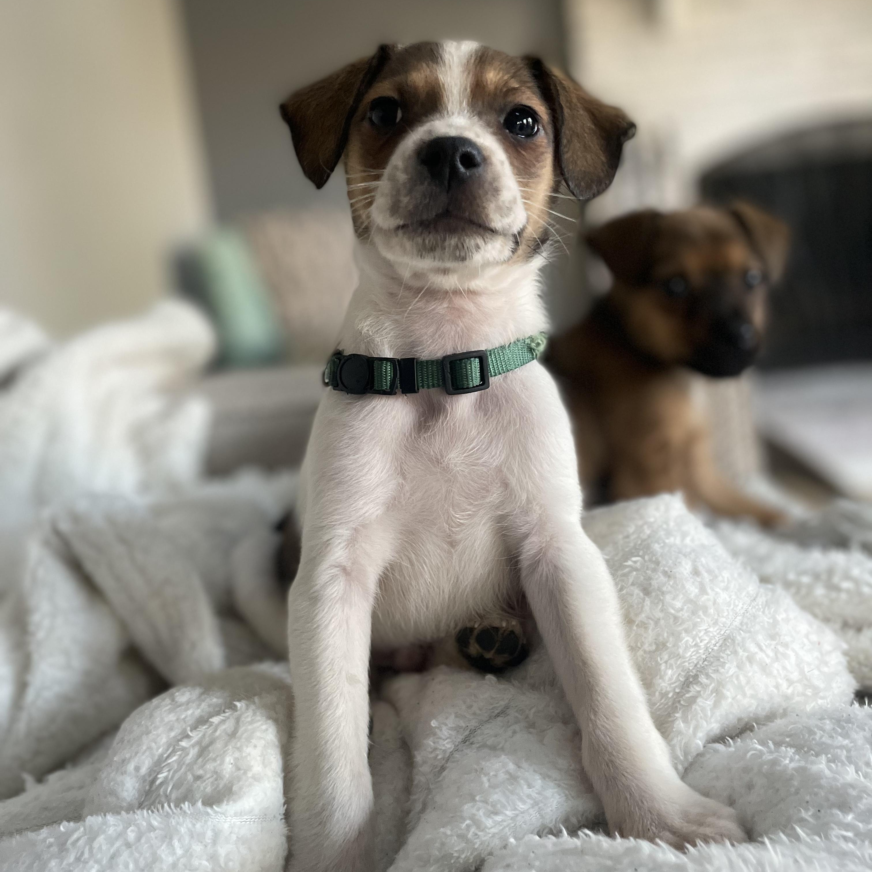 Enlarge Peloton, a Adoptable mixed breed in Rock Hill, SC image 3/6