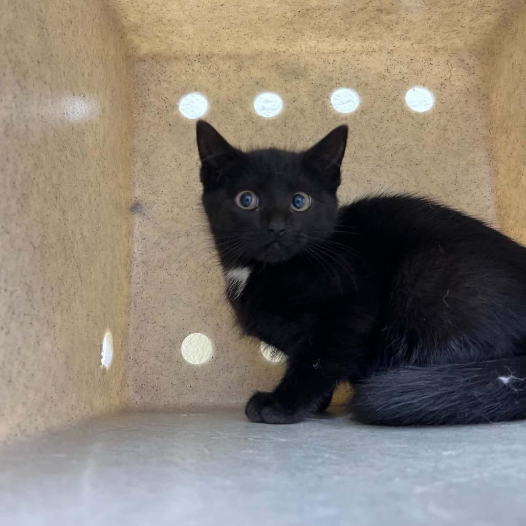 Enlarge Jitter, a Adoptable Domestic Short Hair in Harrisonburg, VA image 1/2
