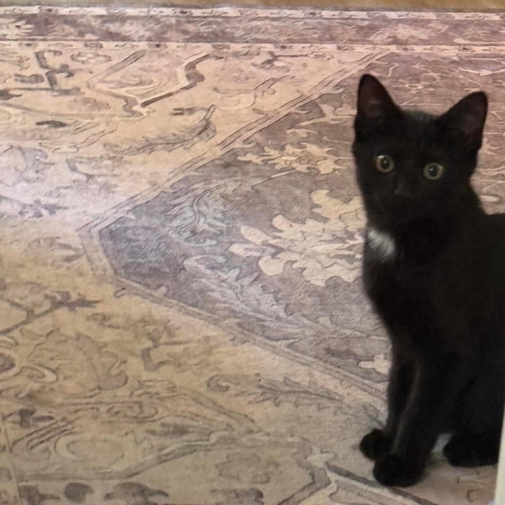 Enlarge Jitter, a Adoptable Domestic Short Hair in Harrisonburg, VA image 2/2