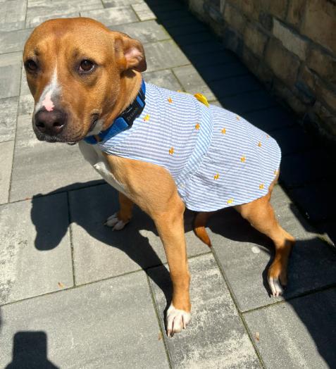 Snuggles (Foster or Adopter Needed), Adoptable, Young Female Labrador Retriever.