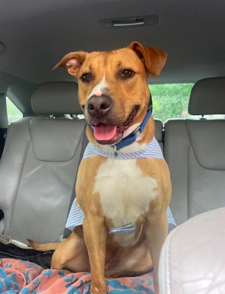 Snuggles (Foster or Adopter Needed), a Adoptable Labrador Retriever in Westwood, NJ image 2/3