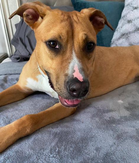 Snuggles (Foster or Adopter Needed), a Adoptable Labrador Retriever in Westwood, NJ image 3/3