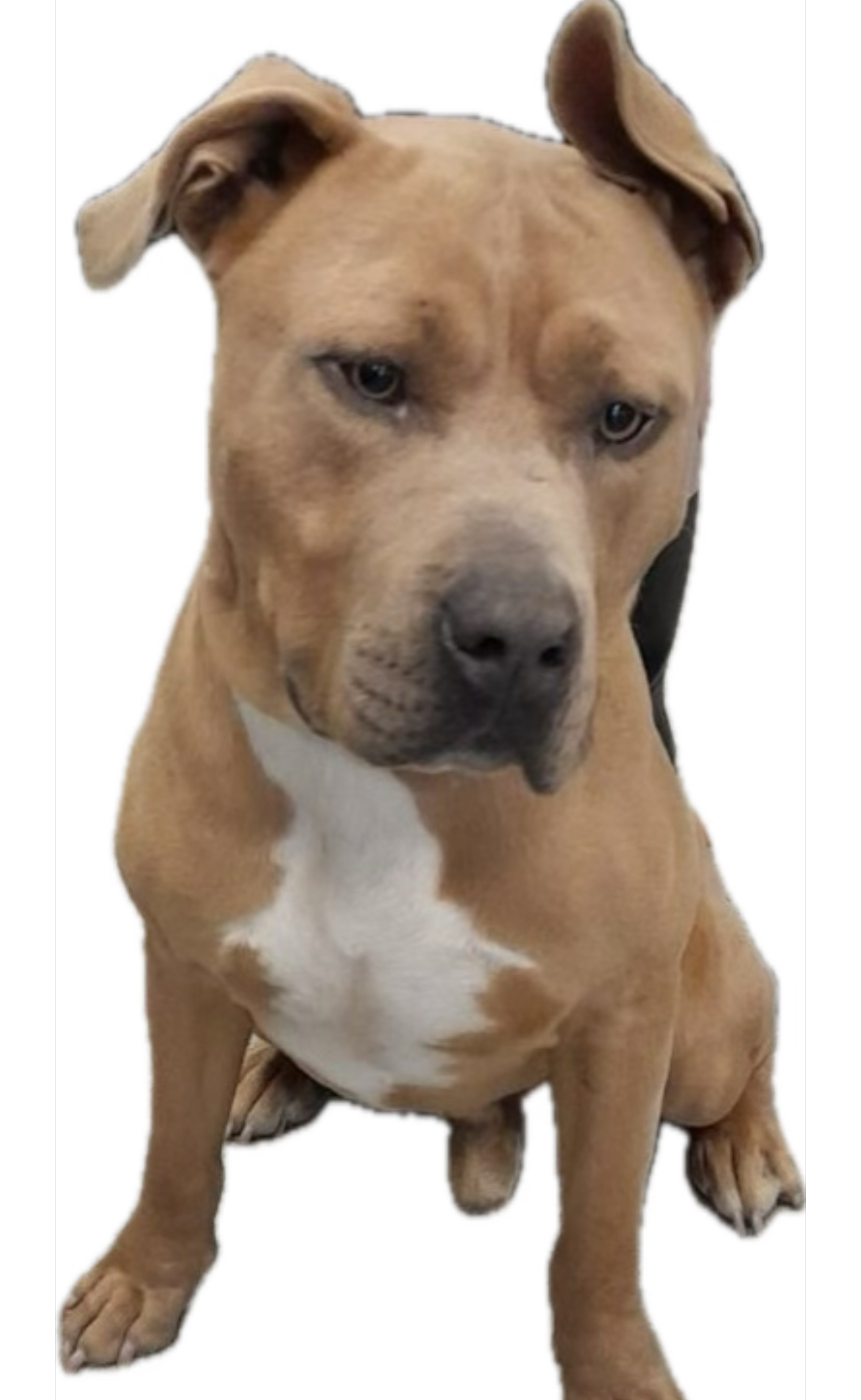 Cosmo, an adoptable Pit Bull Terrier Mix in Plaquemine, LA_image-1