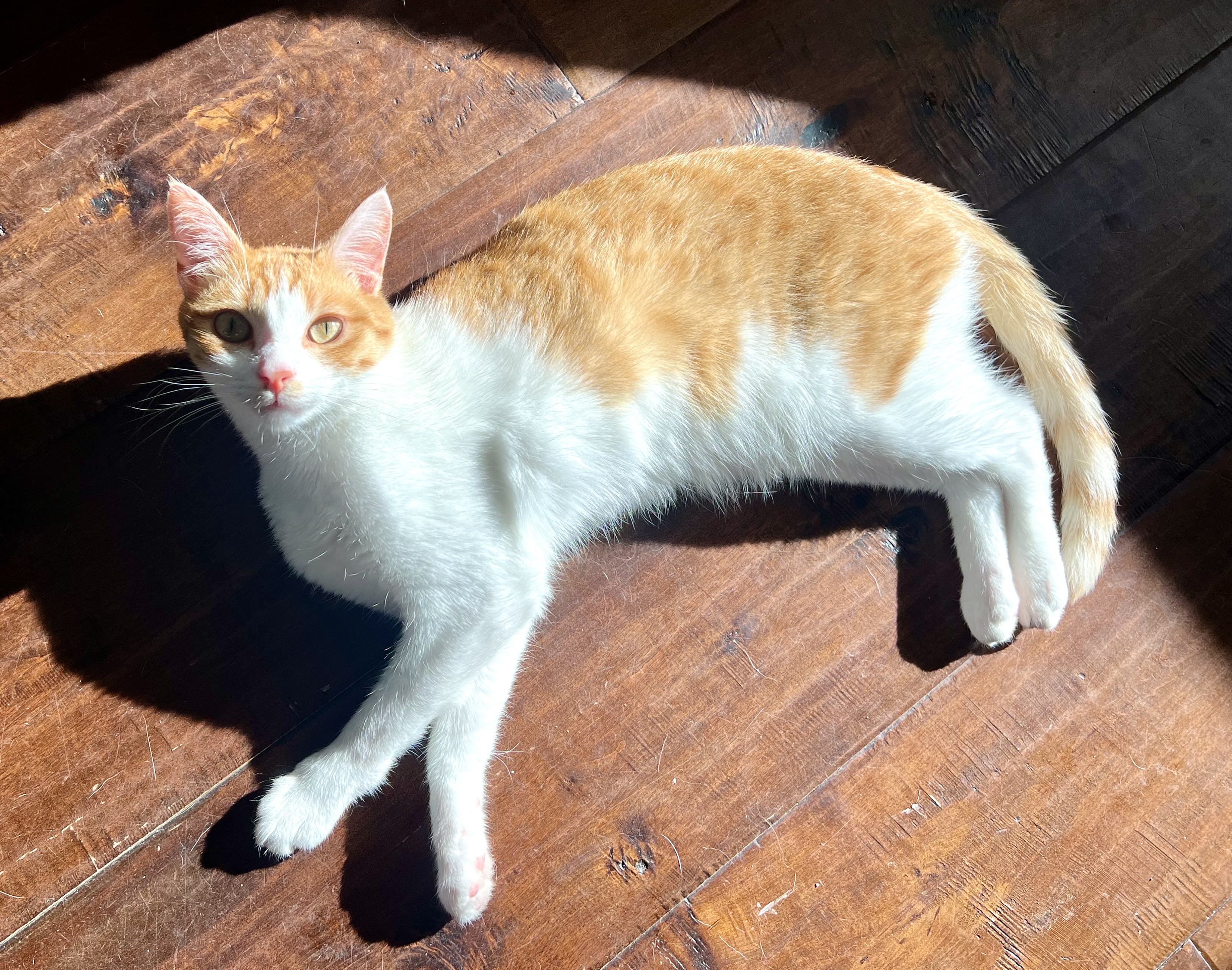 Bobby, a Adoptable Domestic Short Hair in Garden Grove, CA image 3/6