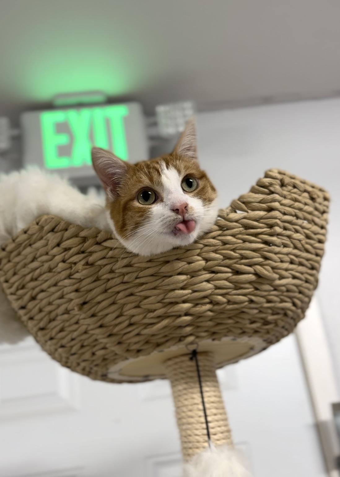 Bobby, a Adoptable Domestic Short Hair in Garden Grove, CA image 2/6