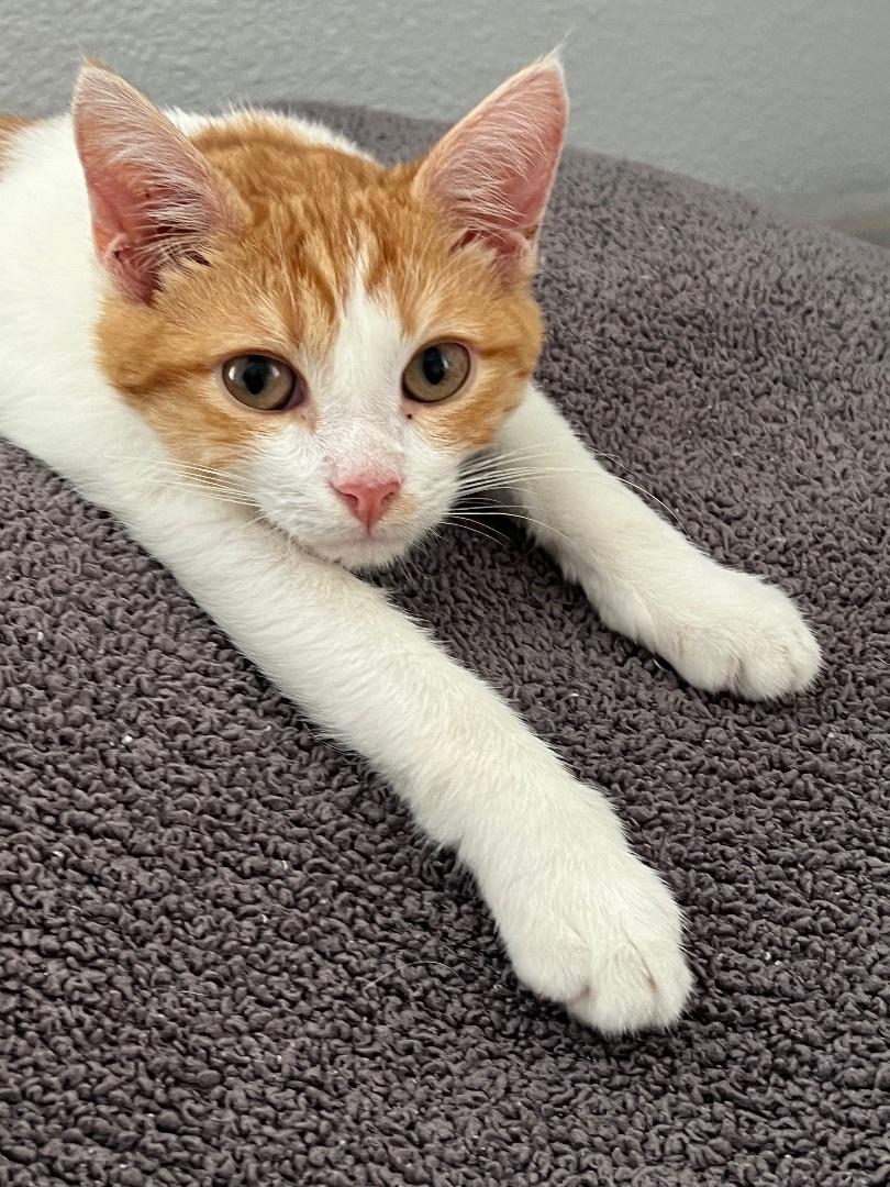 Bobby, a Adoptable Domestic Short Hair in Garden Grove, CA image 6/6