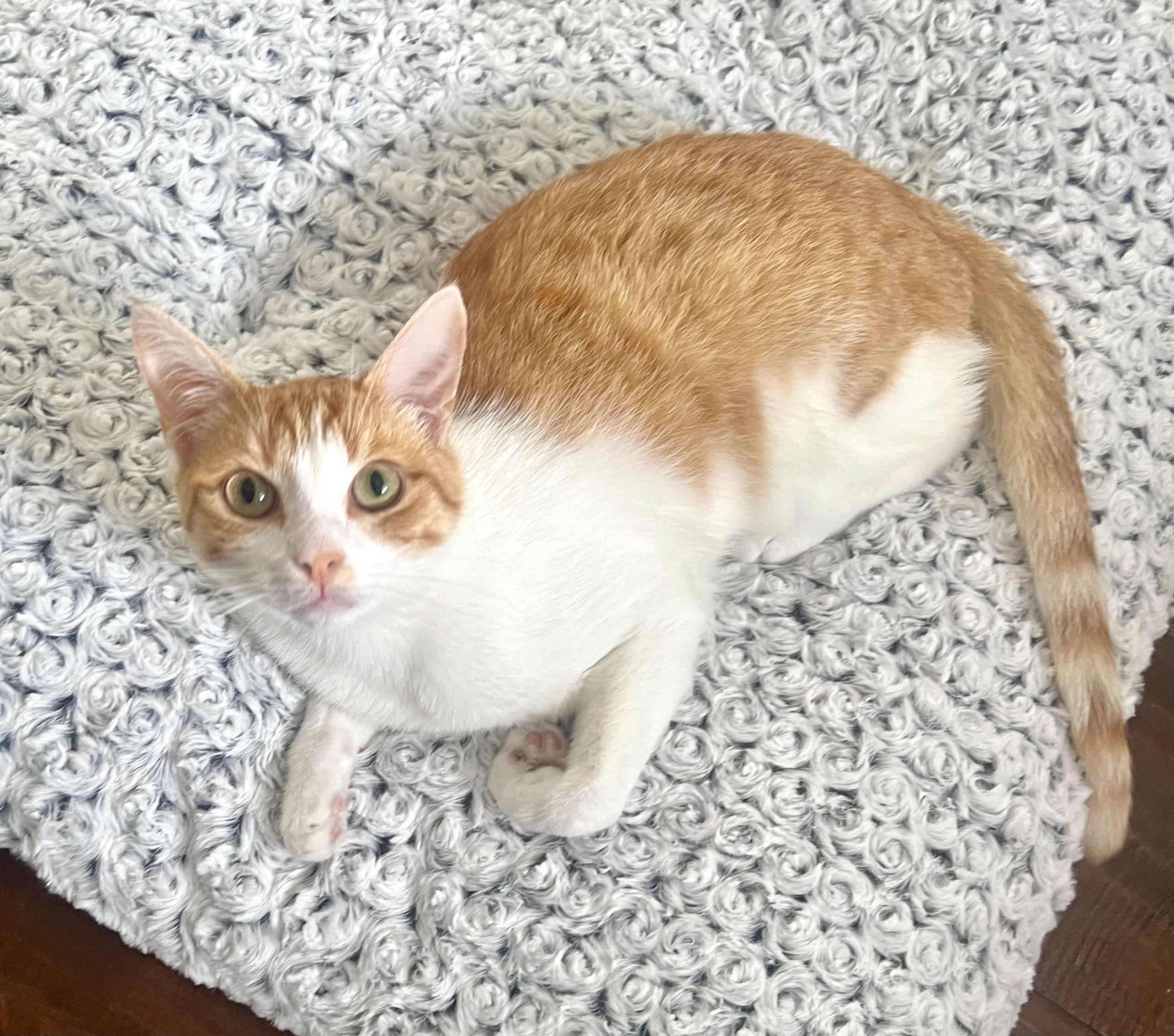 Bobby, a Adoptable Domestic Short Hair in Garden Grove, CA image 5/6