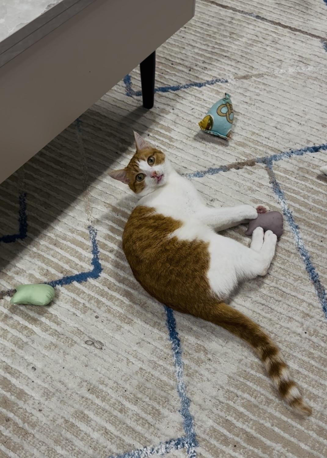 Bobby, Adoptable, Young Male Domestic Short Hair.