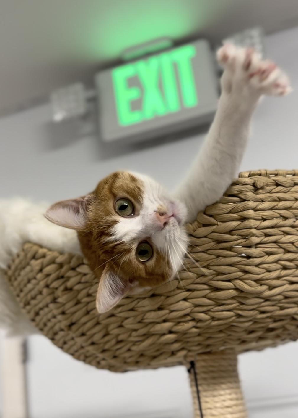 Bobby, a Adoptable Domestic Short Hair in Garden Grove, CA image 1/6