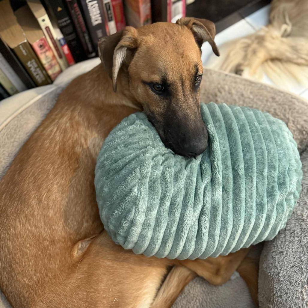 Wyatt, Adoptable, Young Male Mixed Breed.