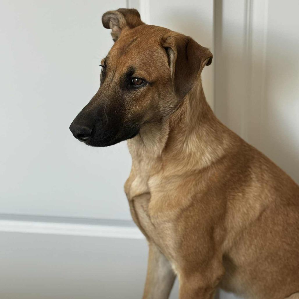 Wyatt, a Adoptable Mixed Breed in Bend, OR image 2/6