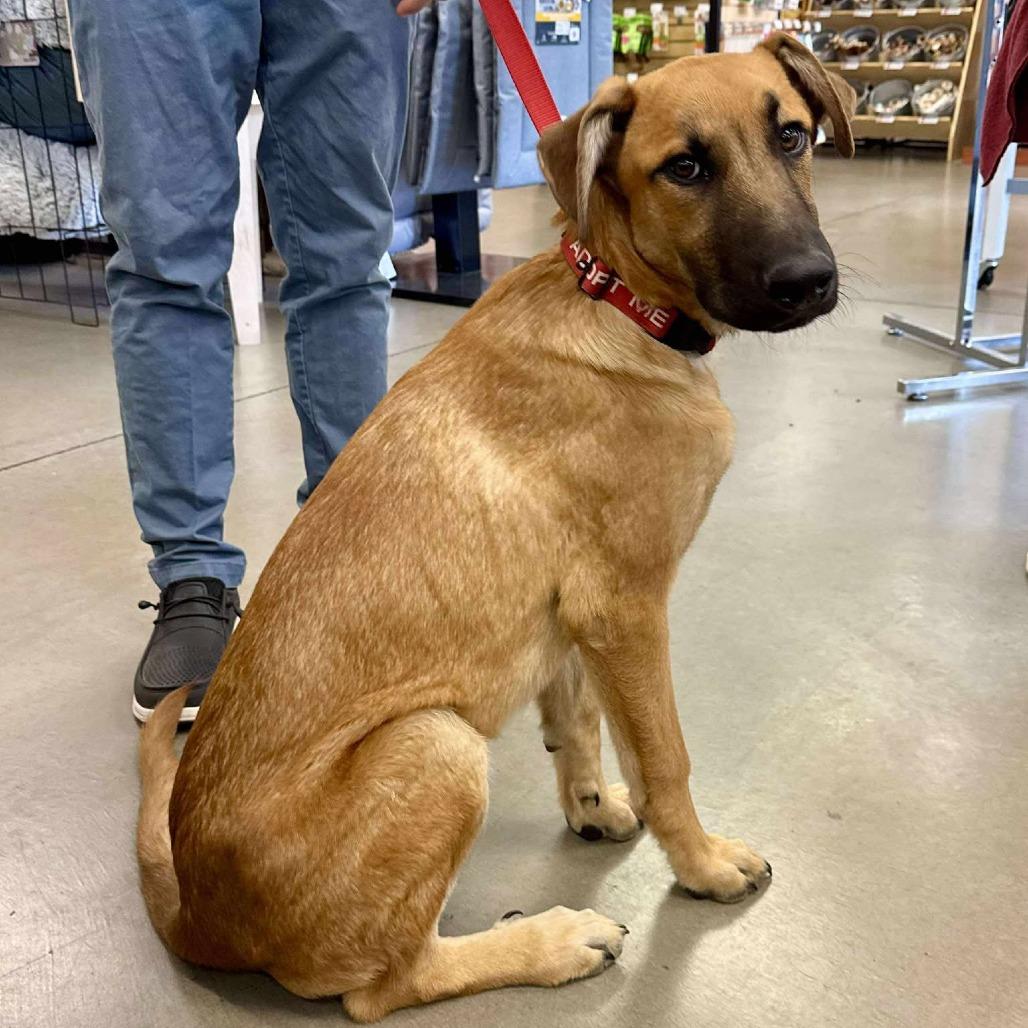 Wyatt, a Adoptable Mixed Breed in Bend, OR image 3/6