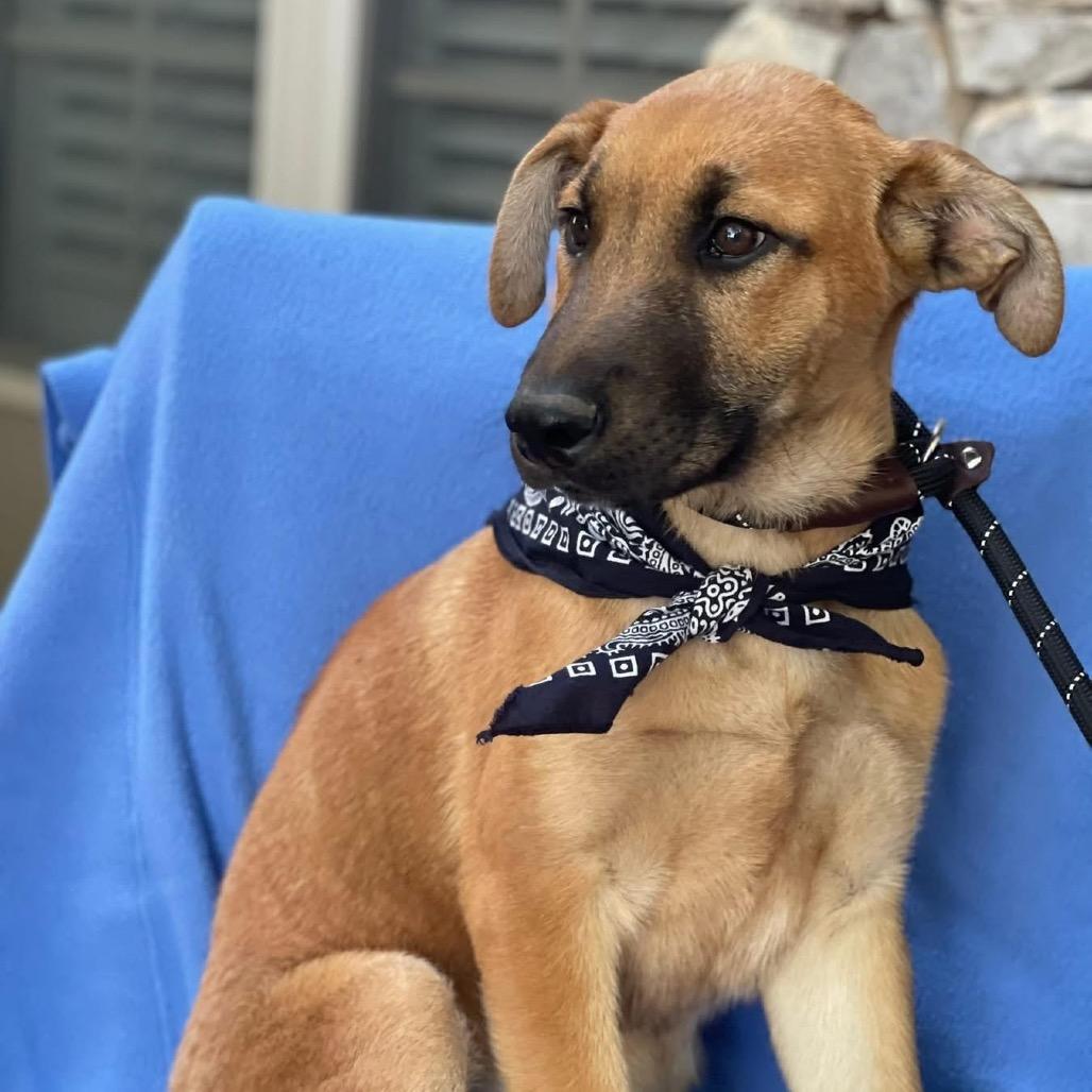 Wyatt, a Adoptable Mixed Breed in Bend, OR image 4/6