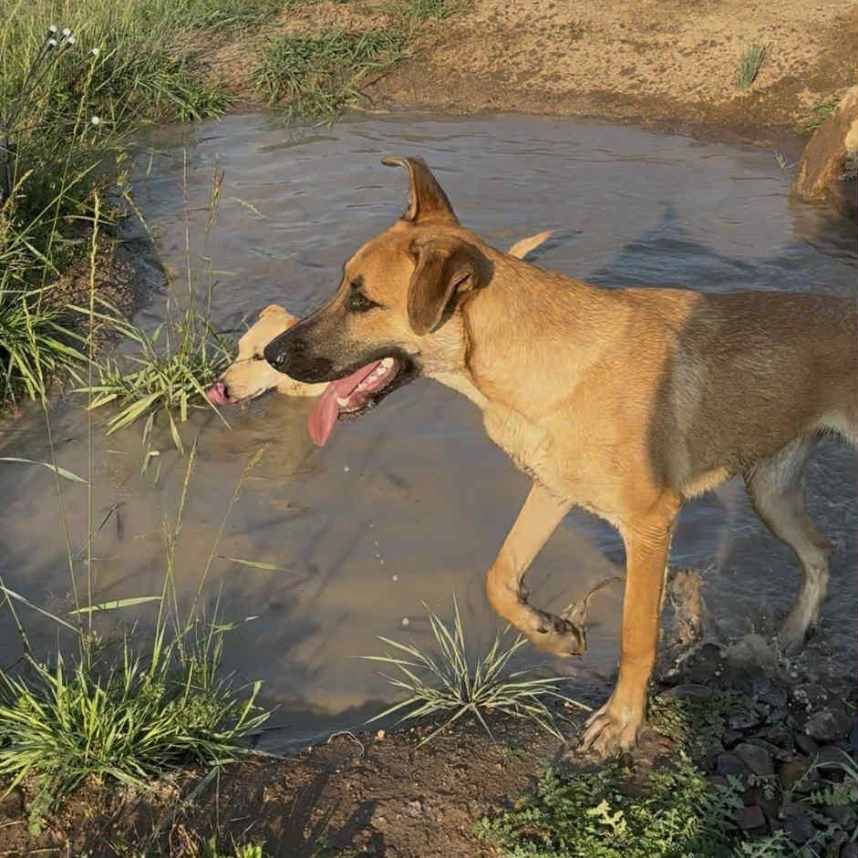 Wyatt, a Adoptable Mixed Breed in Bend, OR image 5/6