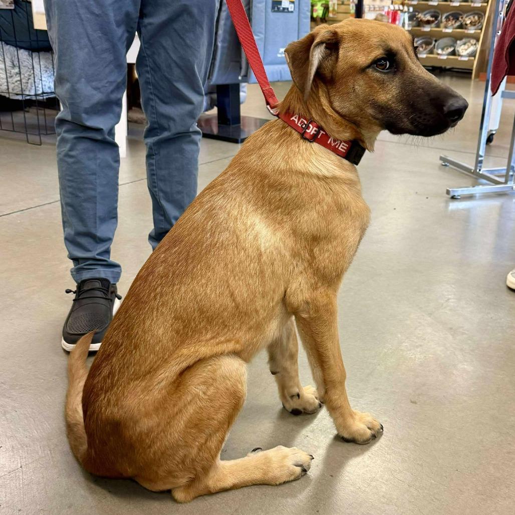 Wyatt, a Adoptable Mixed Breed in Bend, OR image 6/6