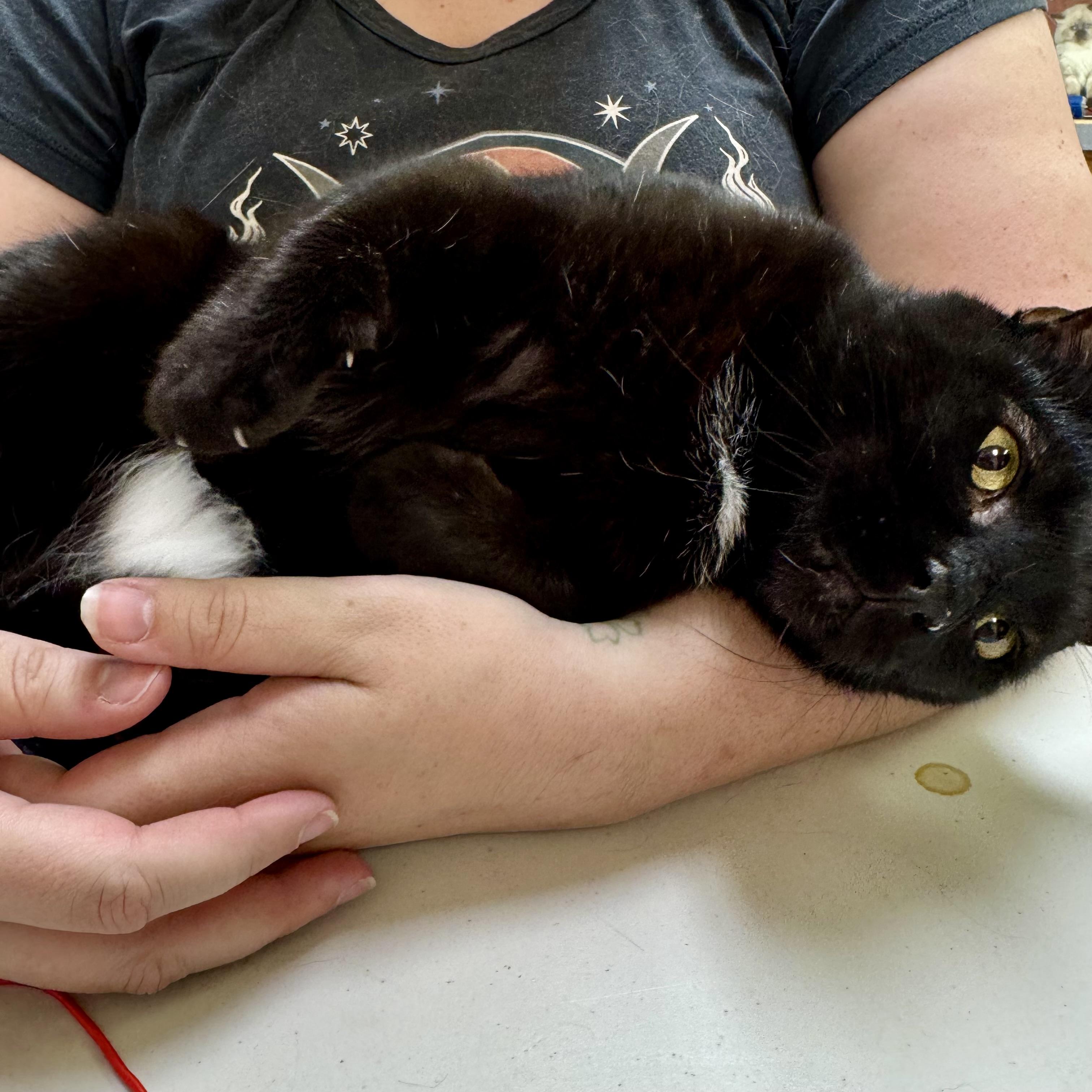 Honey, a Adoptable mixed breed in Pocatello, ID image 3/6