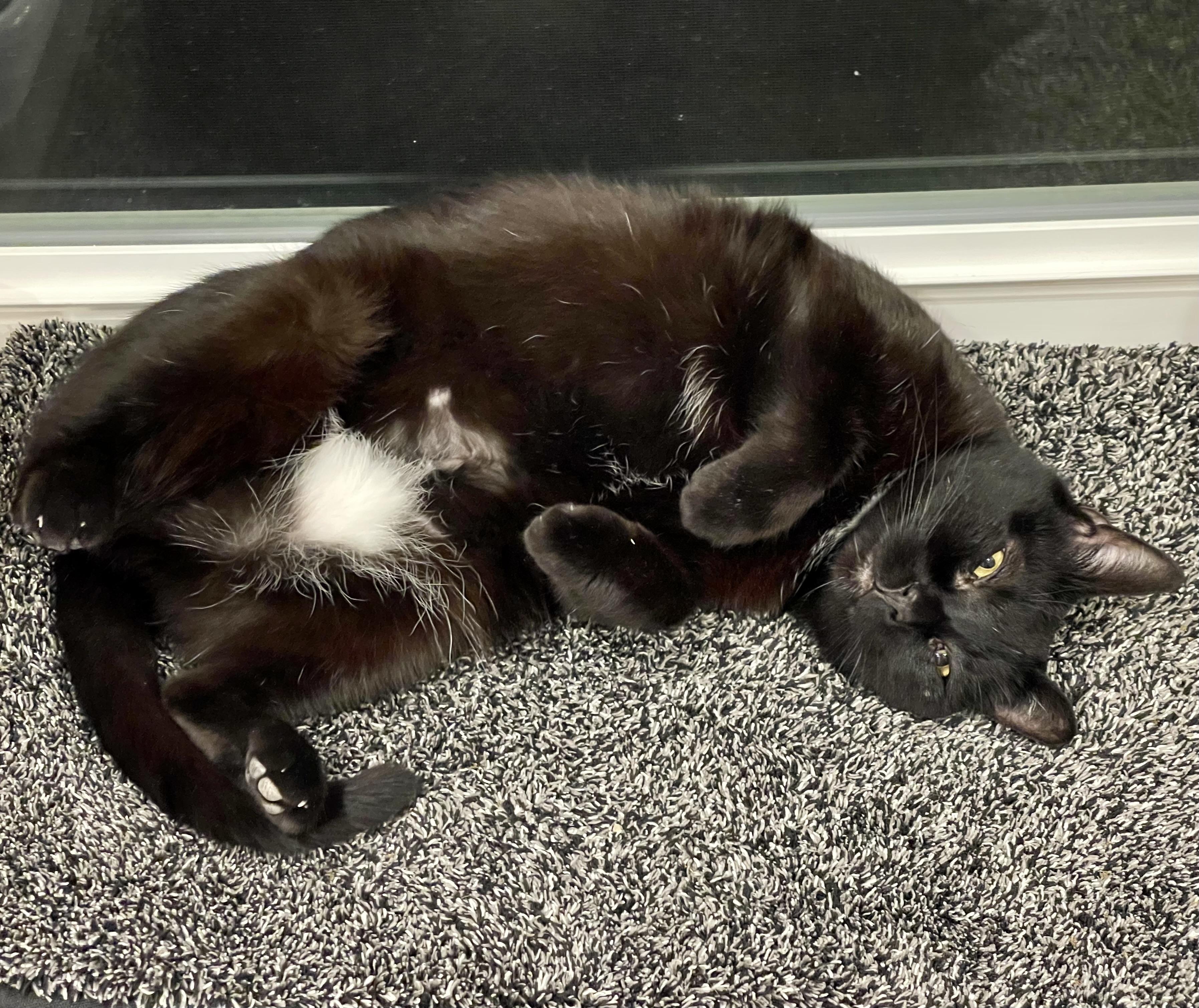 Honey, a Adoptable mixed breed in Pocatello, ID image 4/6