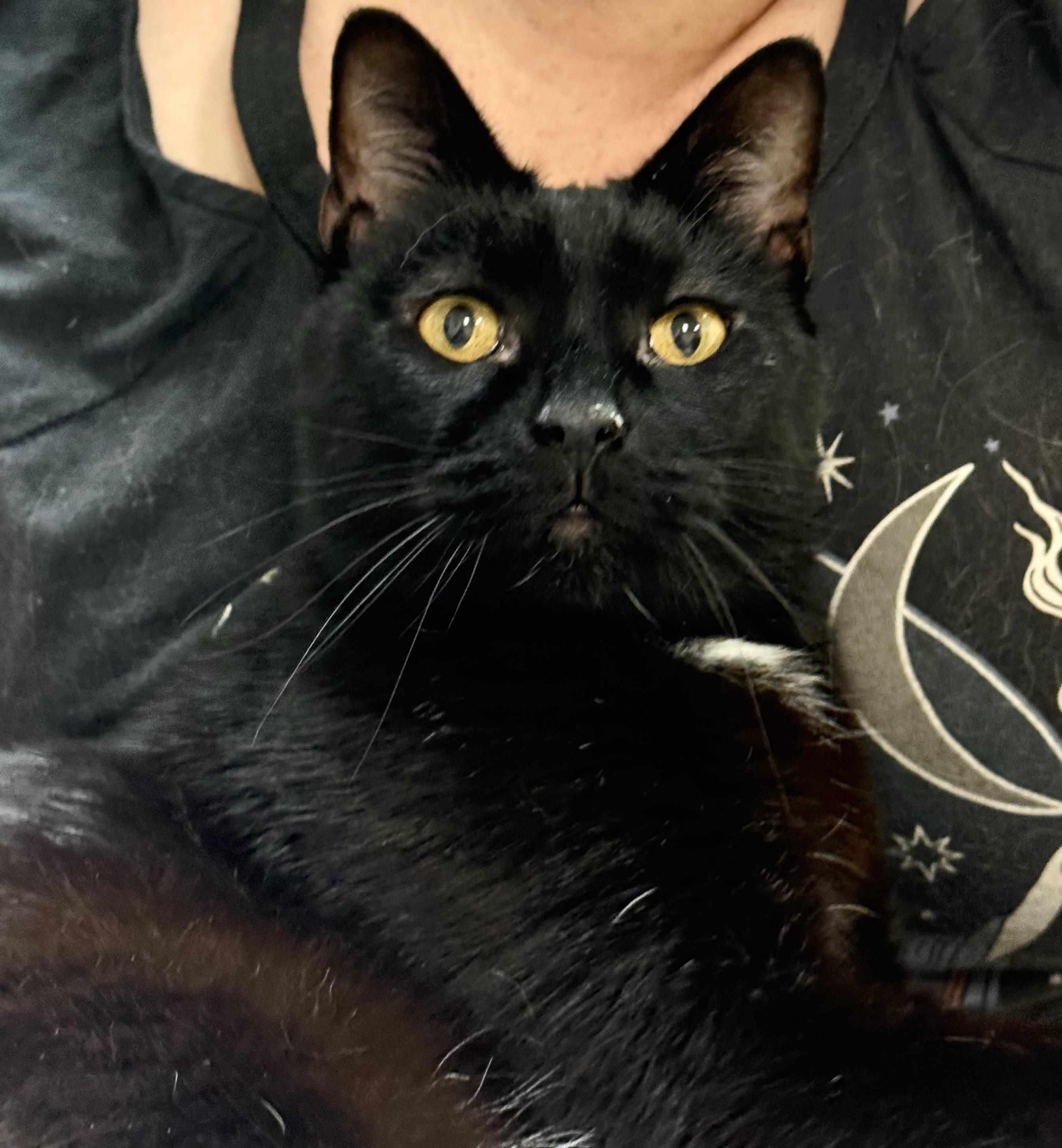 Honey, a Adoptable mixed breed in Pocatello, ID image 6/6