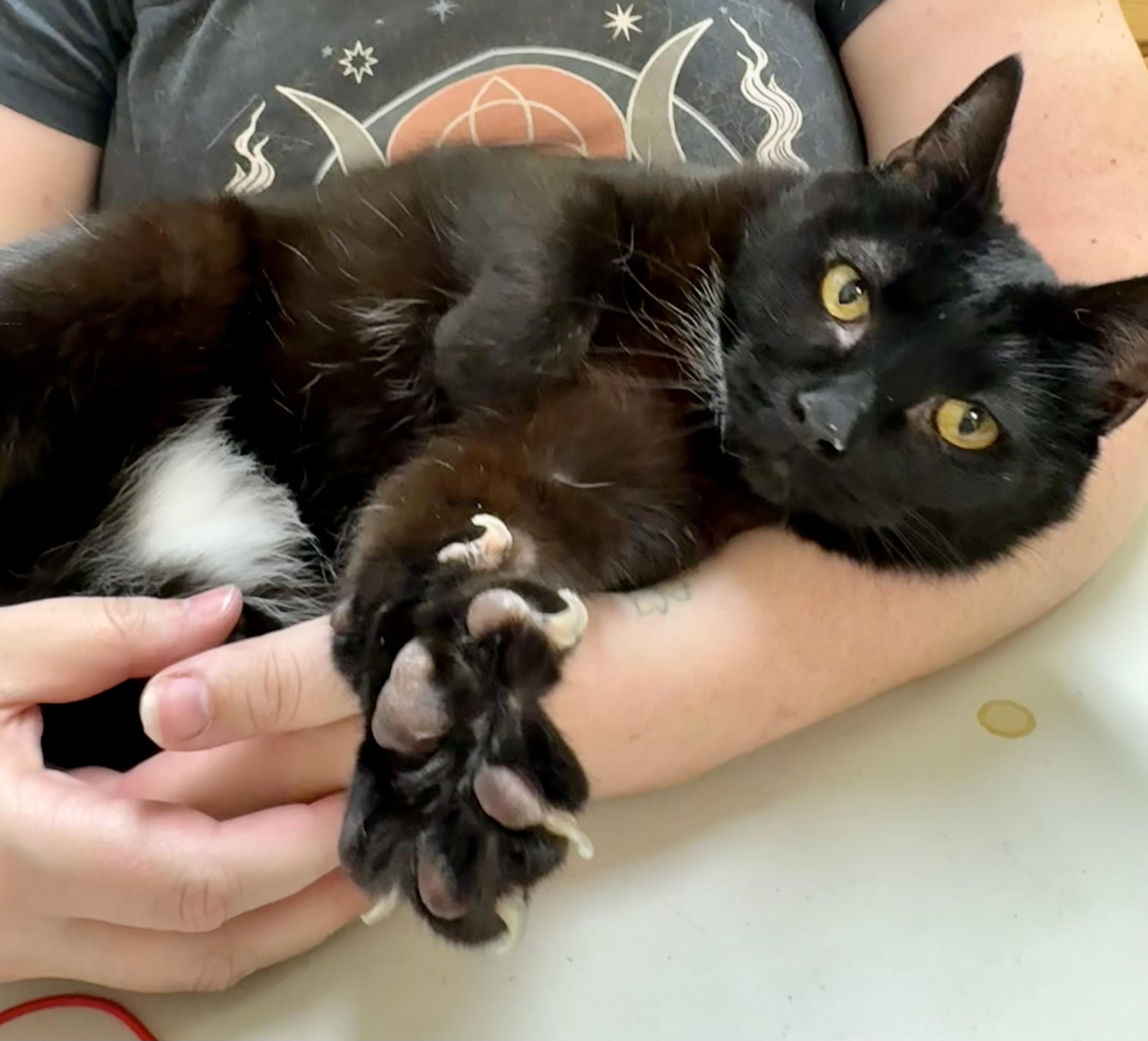 Honey, Adoptable, Young Female Domestic Short Hair.