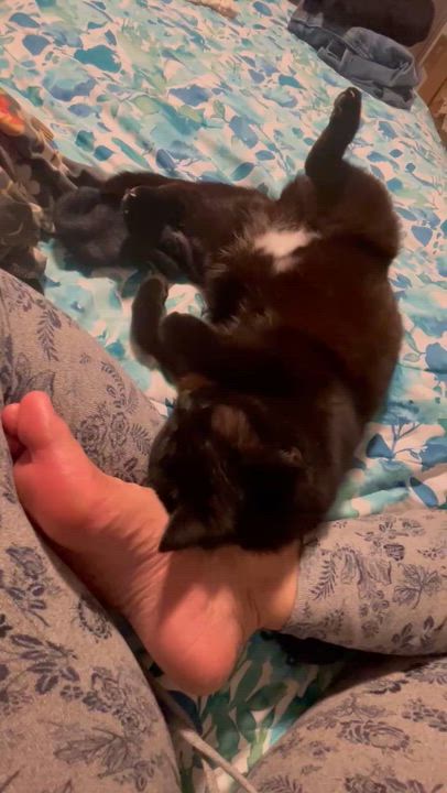Enlarge Honey, a Adoptable mixed breed in Pocatello, ID video 2/6